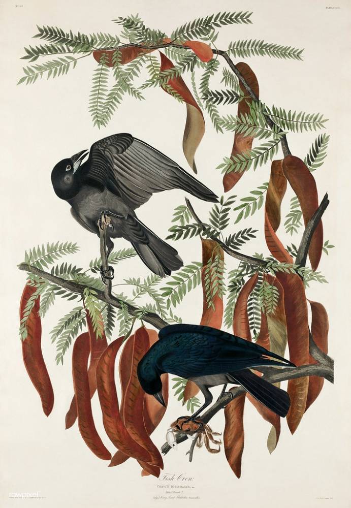 Fish Crow from Birds of America (1827) by John James Audubon (1785 - 1851), etched by Robert Havell (1793 - 1878). by Free Public Domain Illustrations by rawpixel is licensed under CC BY 2.0
